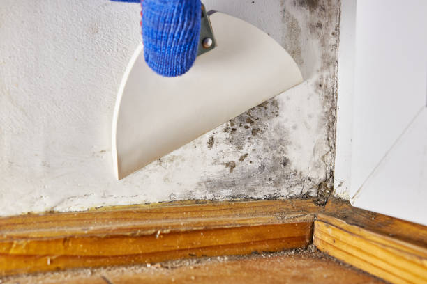 Best Asbestos and Lead Testing During Mold Inspection  in Coldstream, OH